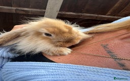 Mini Lion Lop rabbits for sale: 2 male mini lion lop bunnies  - Image 2