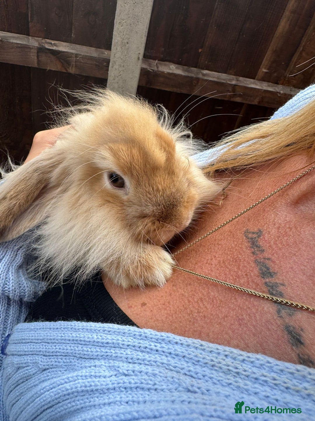 Mini Lion Lop rabbits for sale: 2 male mini lion lop bunnies  - Image 2