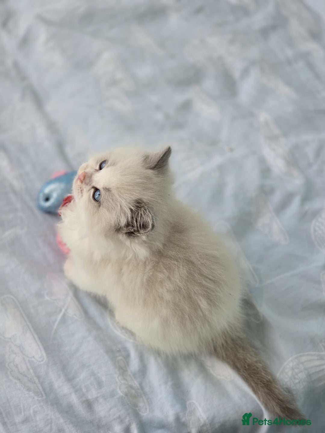 Ragdoll cats for sale: Active TICA princesses 👑❤️🩷💜 - Image 6