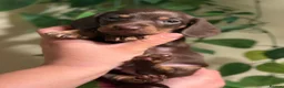Miniature Dachshund dogs for sale: ⚜️Charming Little Puppies ⚜️ - Advert 5