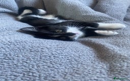 Mixed Breed cats for sale: kittens - Image 1