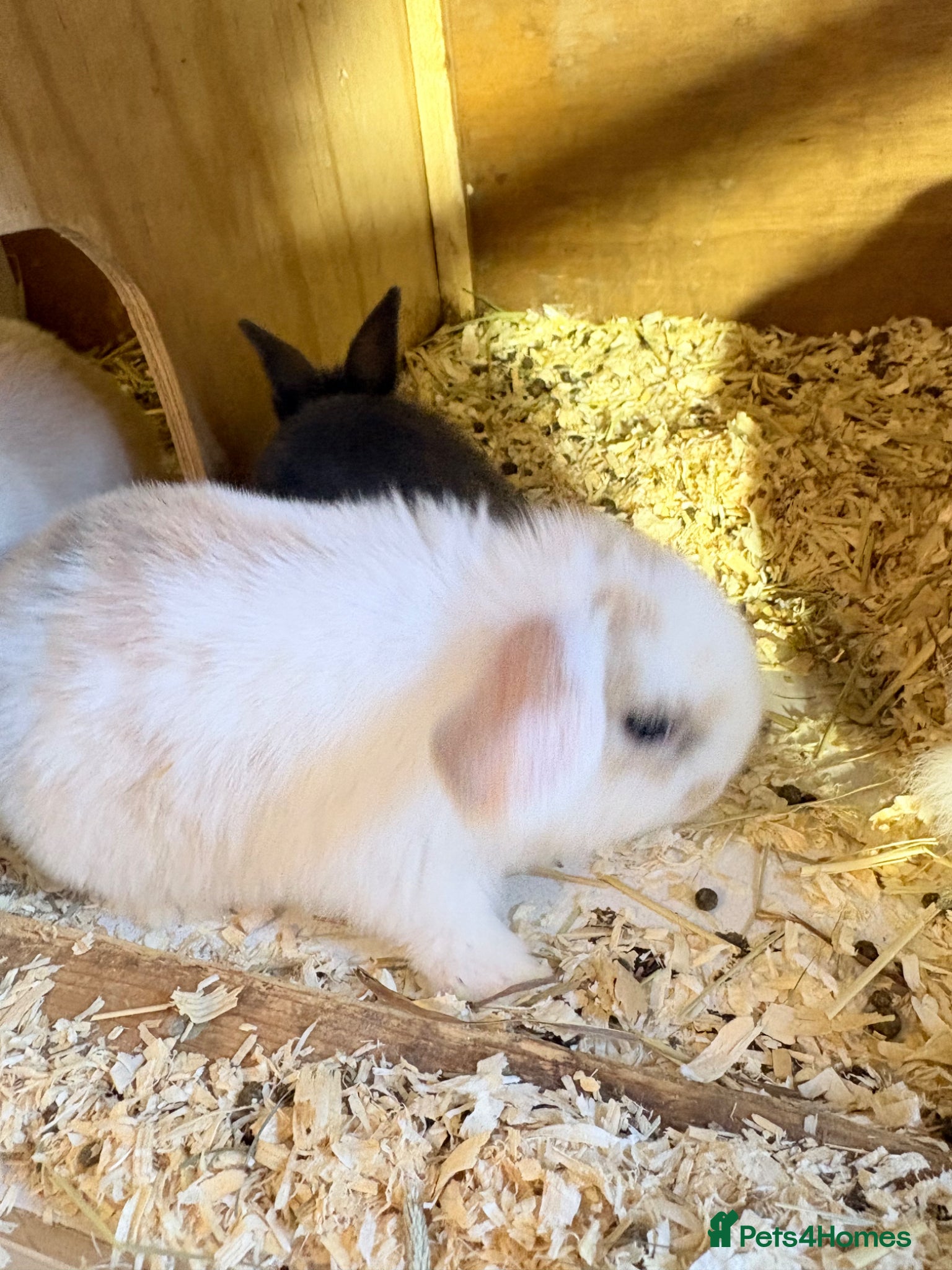 Mini Lop rabbits Mini lop baby rabbits  - Advert 1