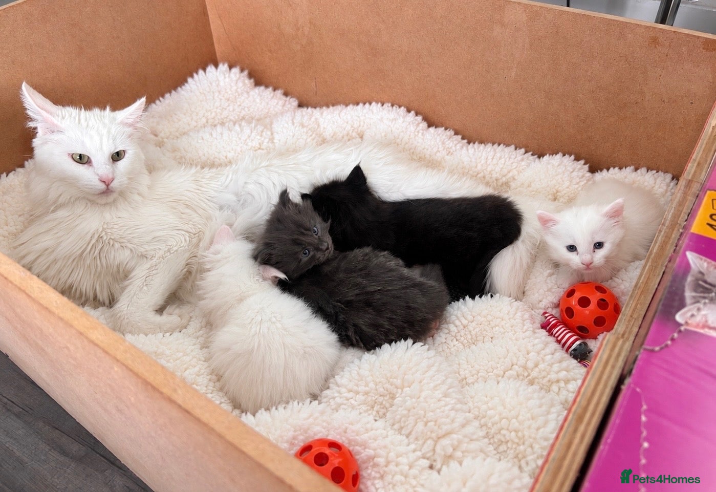 Maine Coon cats Stunning Main coon Kittens  - Advert 4