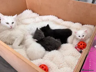Maine Coon cats Stunning Main coon Kittens - Advert 4
