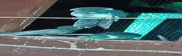 Parakeets birds for sale:   Kakarkis ..parrakeeks in Leicester - Advert 10