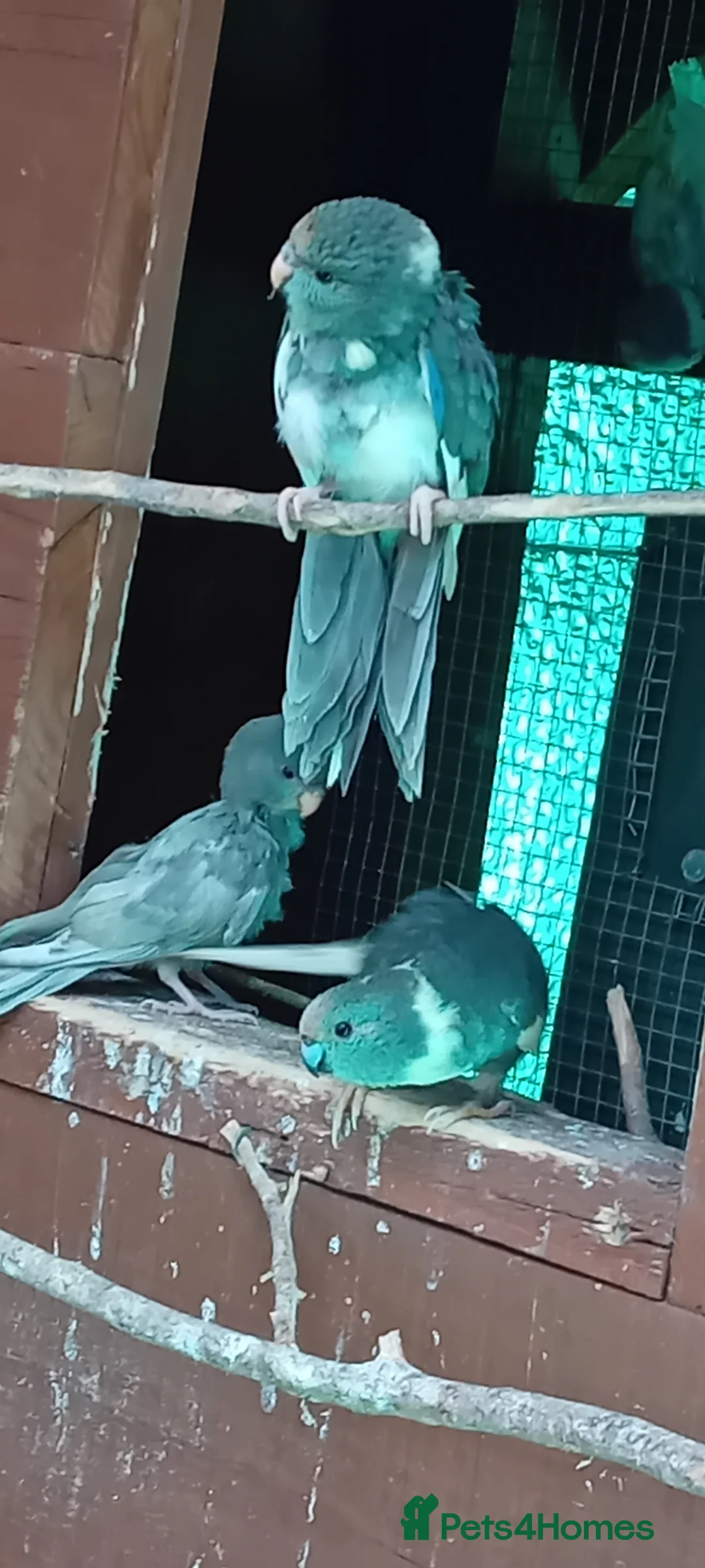 Parakeets birds for sale:   Kakarkis ..parrakeeks in Leicester - Advert 10