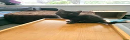 Norwegian Forest Cat cats for sale: Norwegian Forest Mix Kittens  in Egham - Advert 6