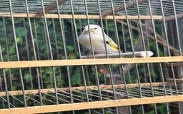 Finches birds for sale: Goldfinch for sale  - Image 13