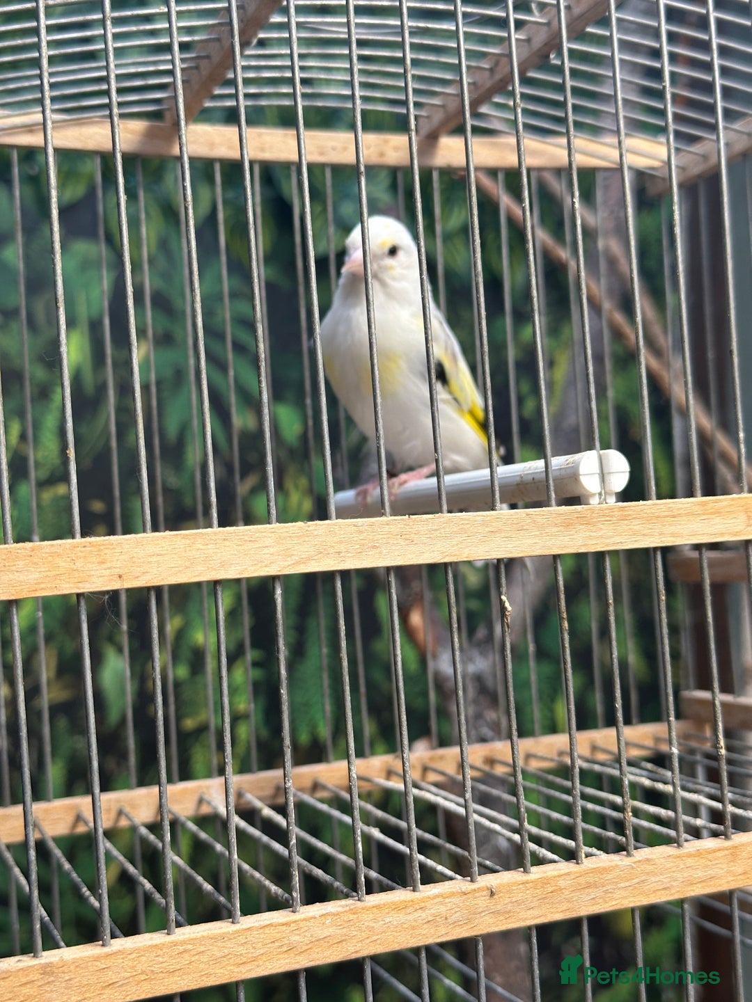 Finches birds for sale: Goldfinch for sale  - Image 13