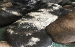 Mixed Breed dogs for sale: American cocker spaniel x Pomeranian  - Image 15