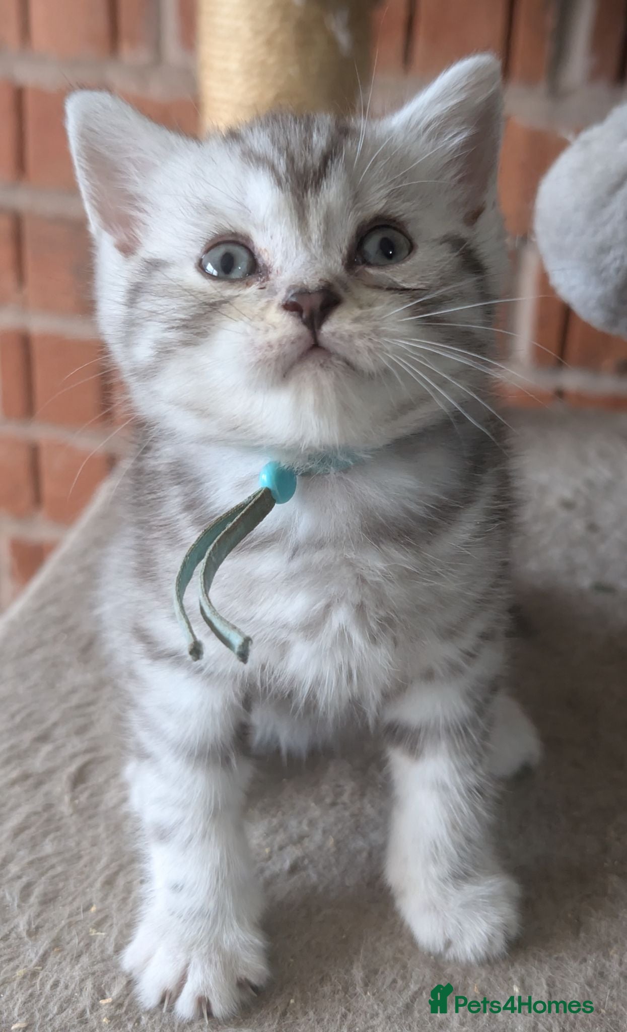 British Shorthair cats Full British shorthairs kittens - Advert 3