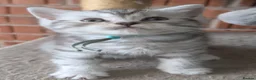 British Shorthair cats for sale: Full British shorthairs kittens - Advert 1