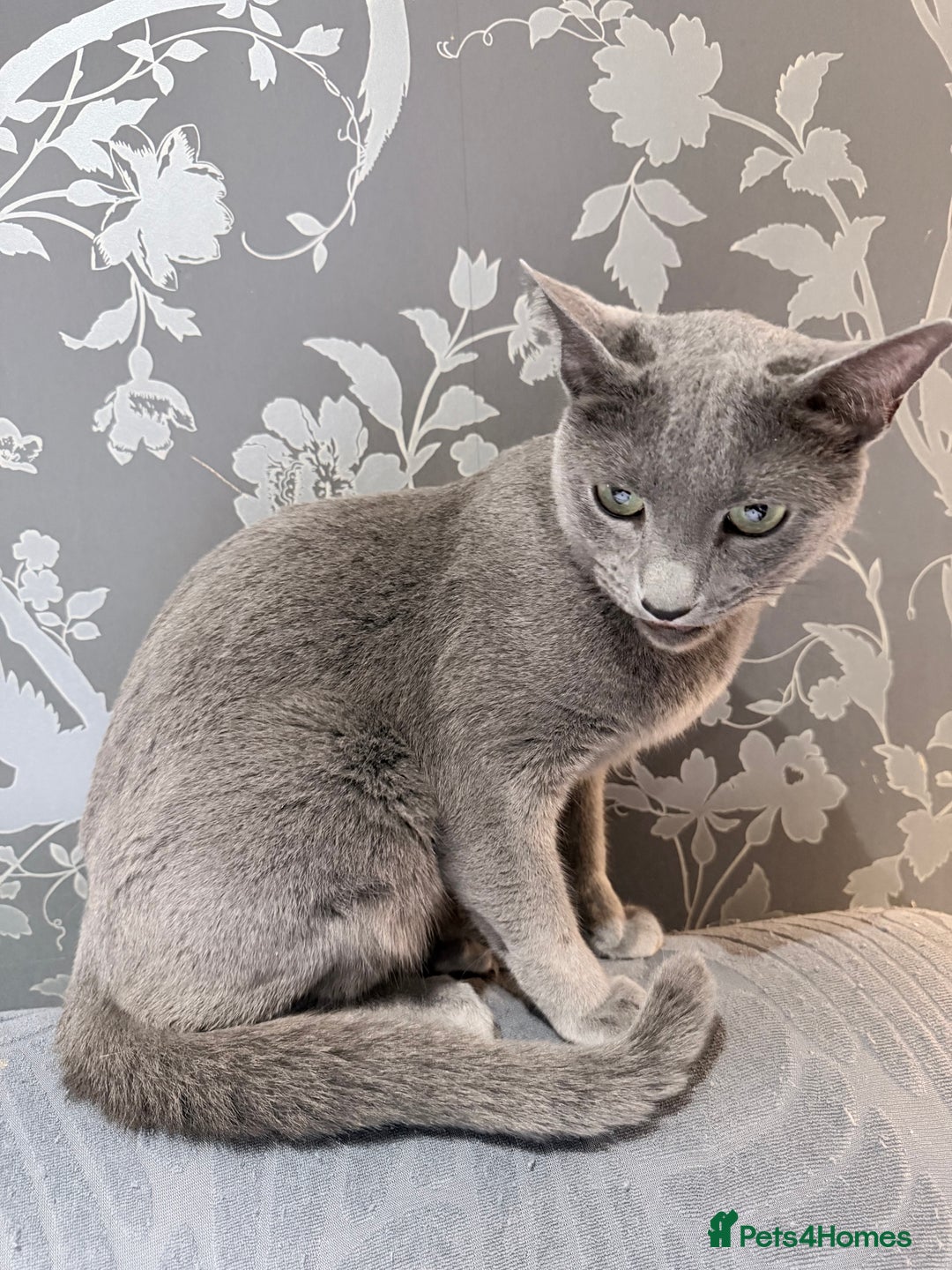 Russian Blue cats for sale:  friendly Russian blue excellent with kids - Advert 3