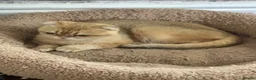 Scottish Fold cats for sale: Scottish fold - Advert 30