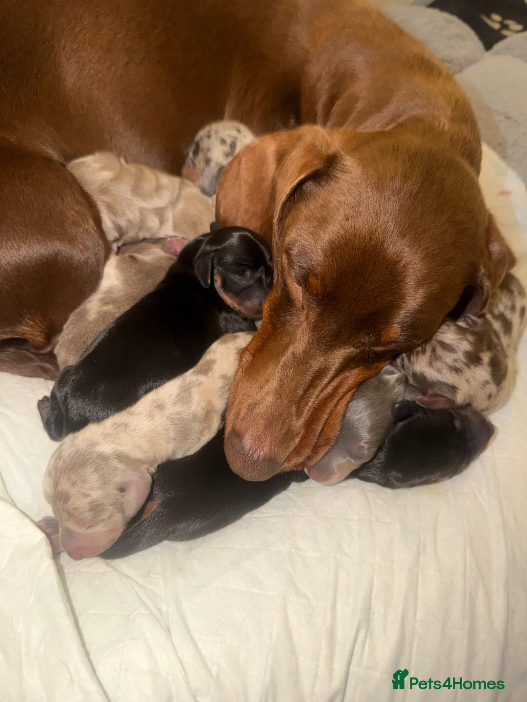 Dachshund dogs for sale: Standard Dachshund Puppies - Advert 2