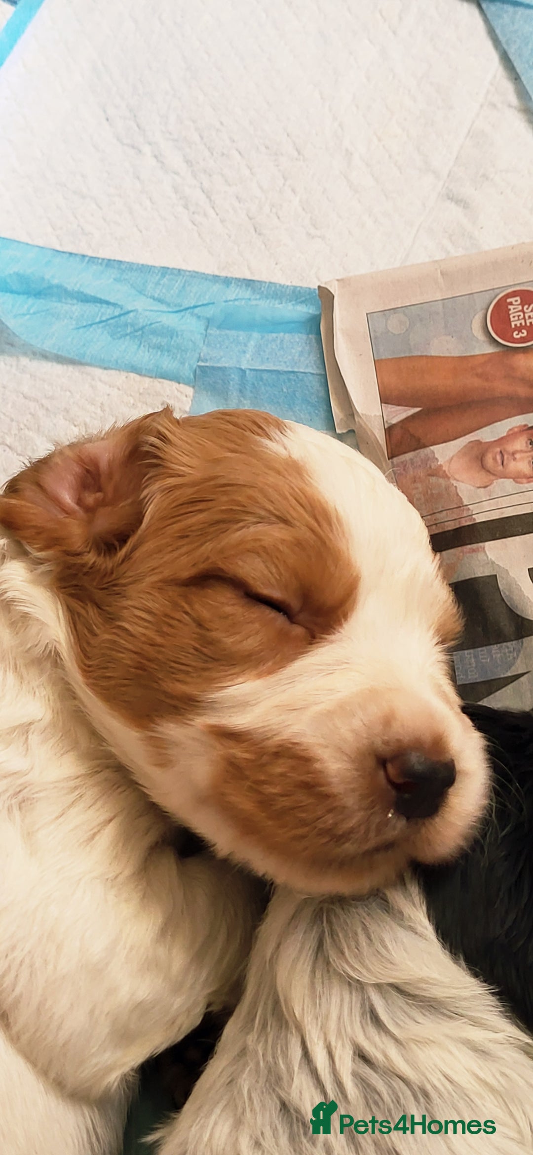 Mixed Breed dogs for sale: Stunning health tested sprollie x cocker  - Image 7
