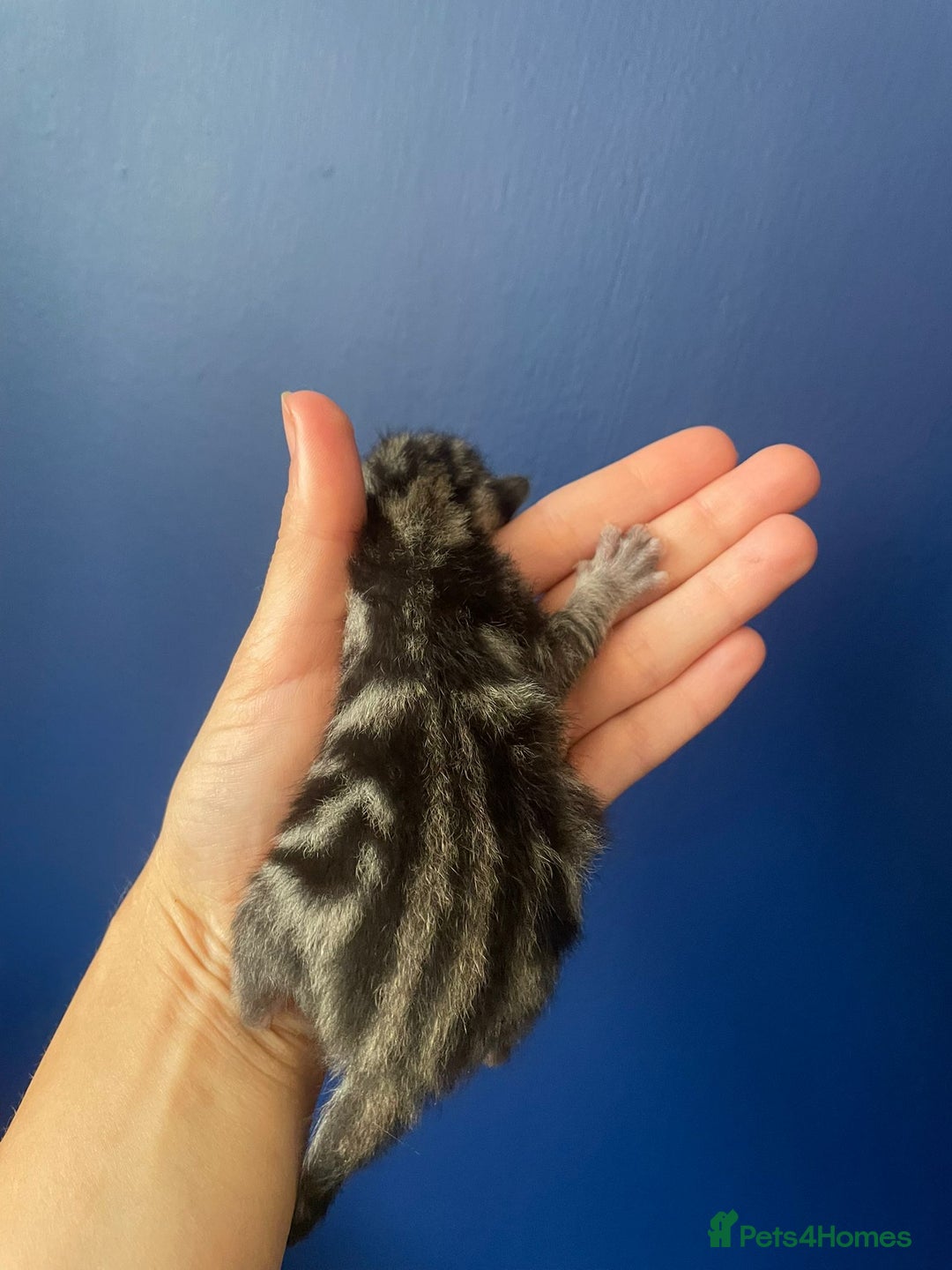 Mixed Breed cats for sale: Mixed breed ragdoll & tabby kittens - Image 8