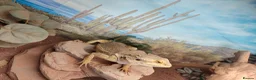 Bearded Dragon reptiles for sale: Bearded dragon for sale - Advert 16