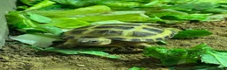 Tortoise reptiles for sale: BABY HORSFIELDS & SET UPS - Advert 12