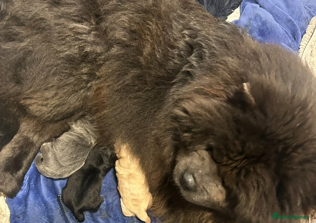 Chow Chow dogs for sale: Champion lines kc girls ❤️ - Advert 13