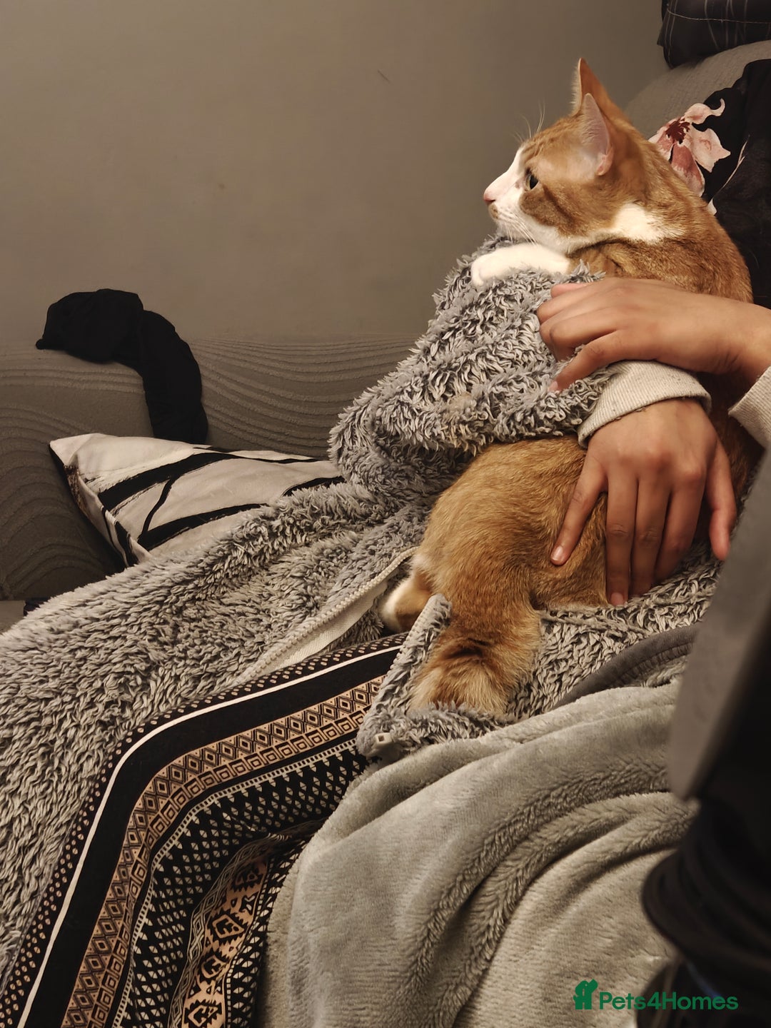 British Shorthair cats for sale: Male cat for sale - 9 months  - Advert 3