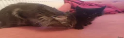 Maine Coon cats for sale: Black smoked PANTHERS!! 😍 - Advert 6
