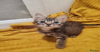 Mixed Breed cats - Advert 11