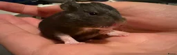 Hamster rodents for sale: Syrian Hamster Pups Babies Black Brown  - Advert 18