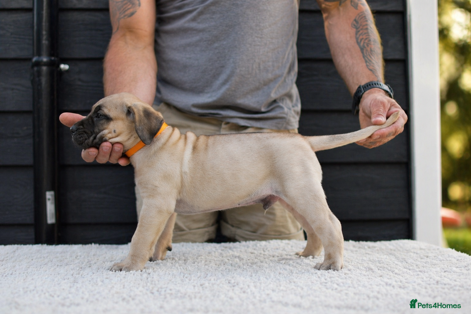 Presa Canario dogs for sale: Presa Canario puppies champion bloodlines - Advert 14