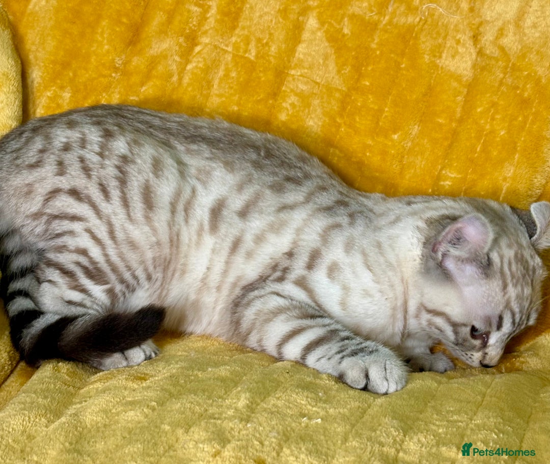 Savannah cats for sale: Breath taking wild looking girl  - Advert 22
