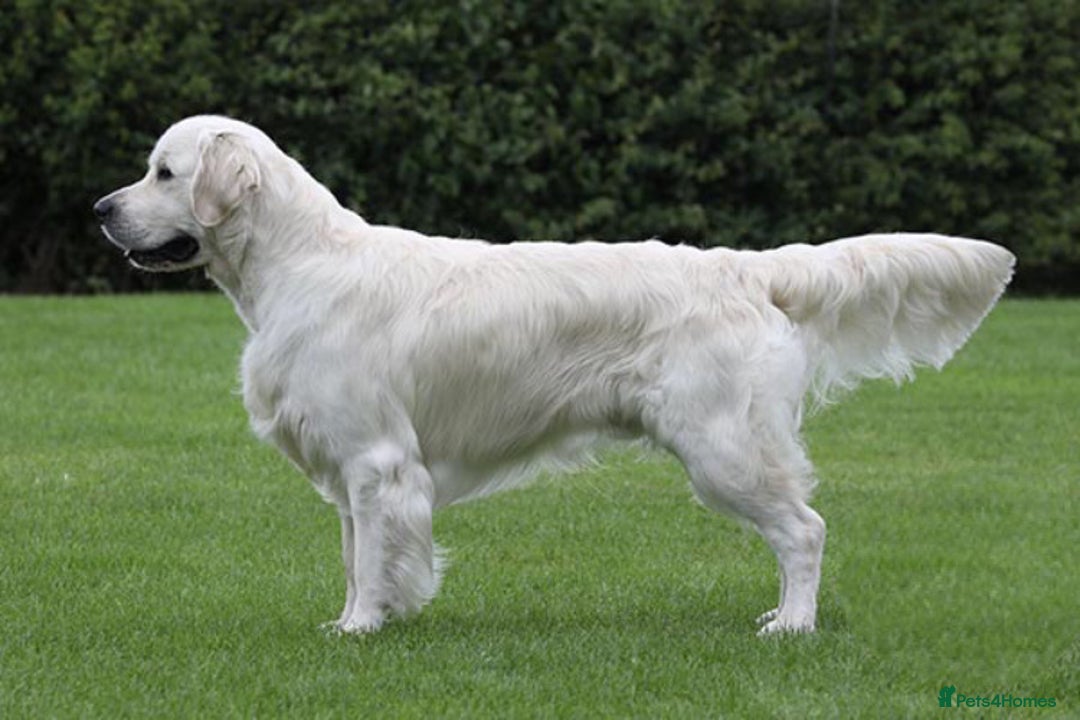 Golden Retriever dogs for stud: 2 health tested, Crufts qualified, KC stud dogs in Milton Keynes - Advert 2