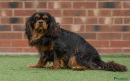 Cavalier King Charles Spaniel dogs for sale: Donna Jays old school type cavalier King Charles  - Image 7
