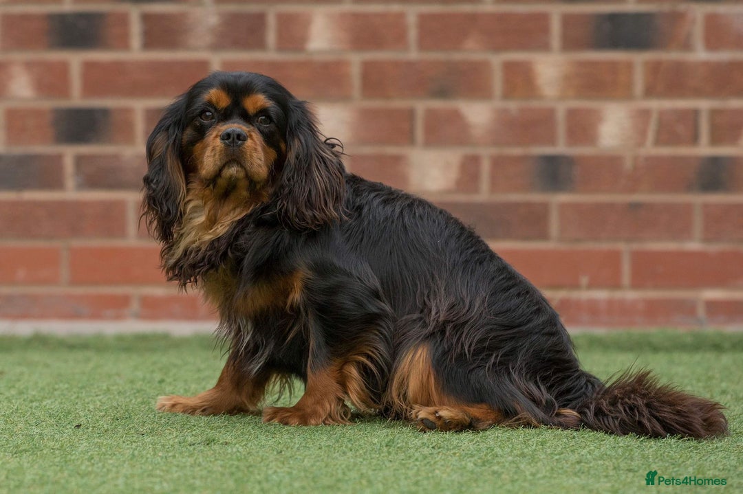 Cavalier King Charles Spaniel dogs for sale: Donna Jays old school type cavalier King Charles  - Image 7