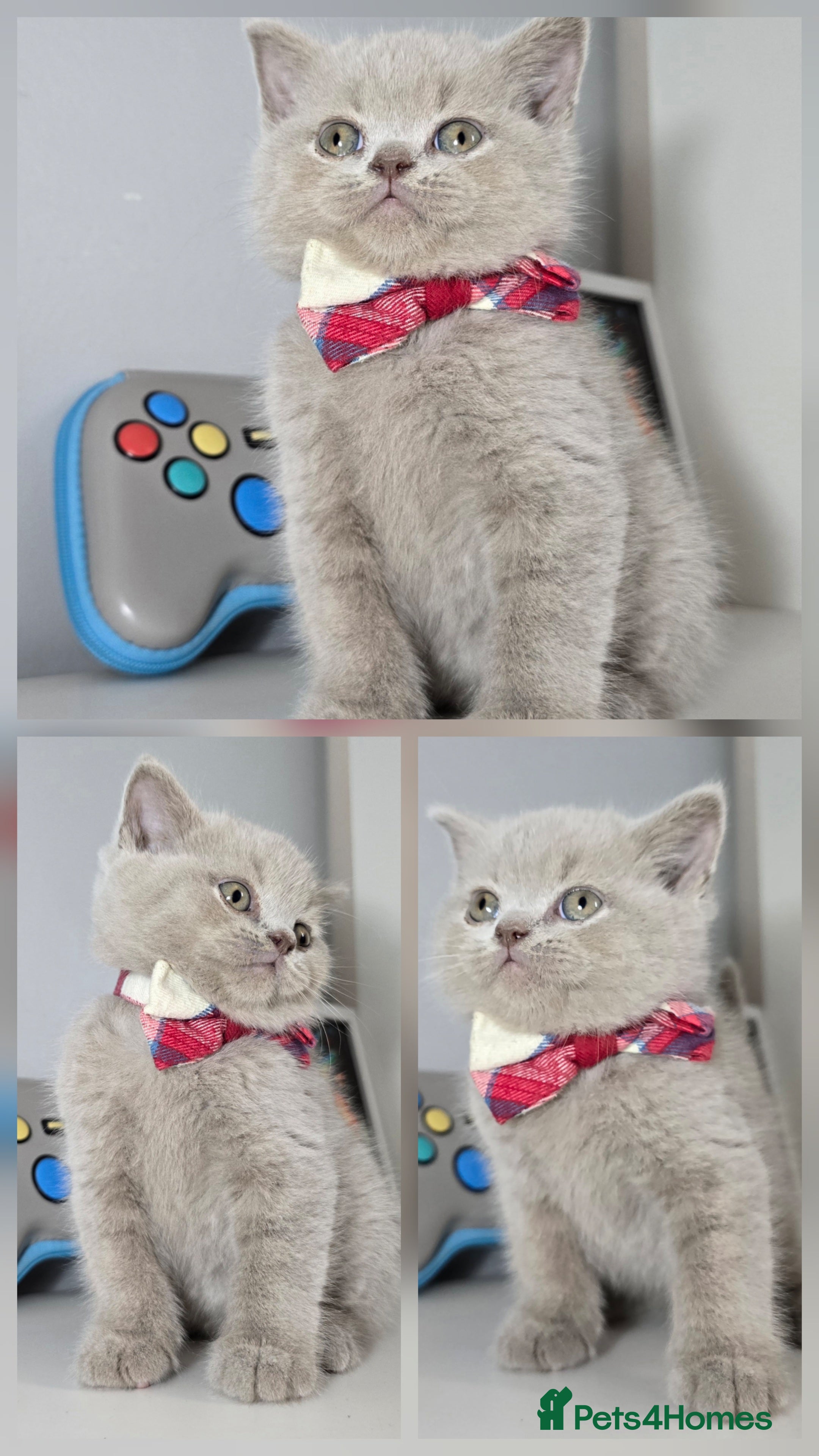 British Shorthair cats Champion Pedigree British Shorthair Kittens - Advert 2
