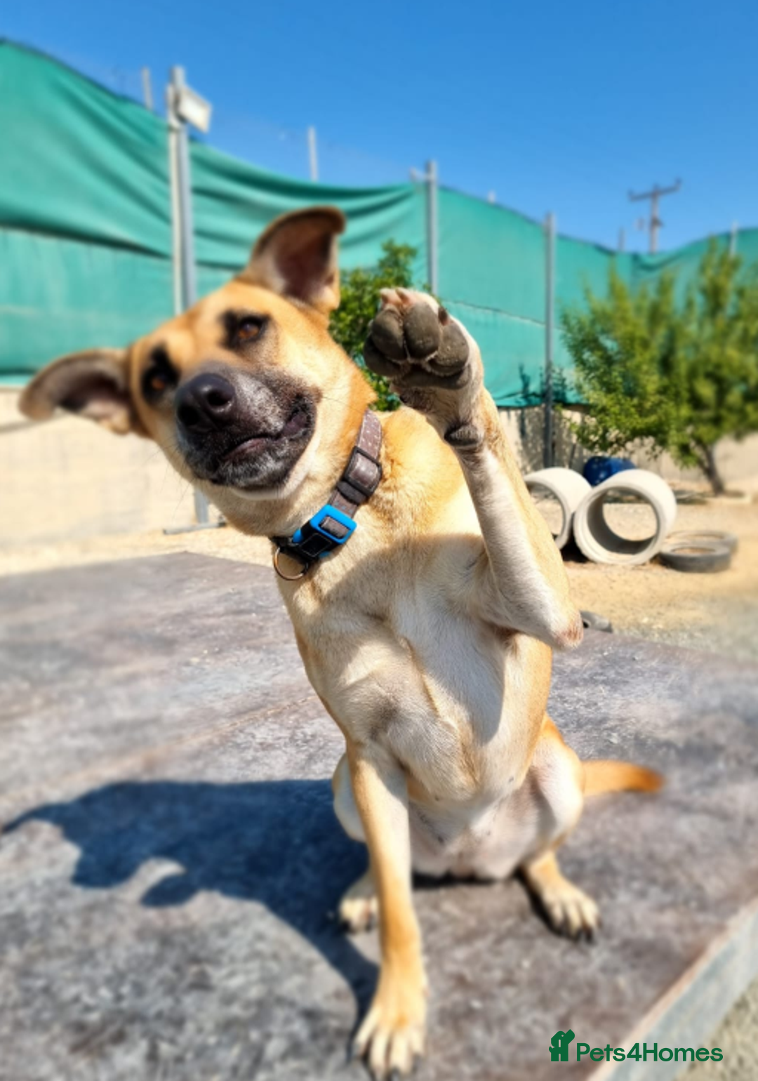 German Shepherd dogs for adoption: Kerry - the unluckiest dog at 2nd Chance - Image 3