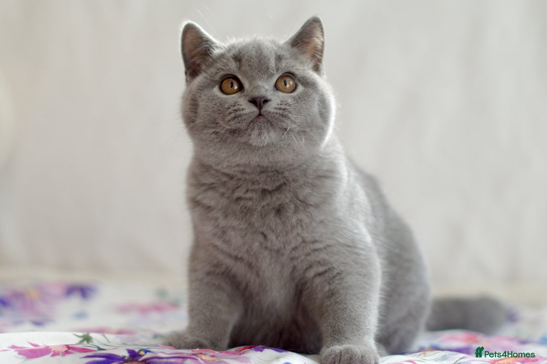 British Shorthair cats for sale: Beautiful blue girl 😻 - Image 6