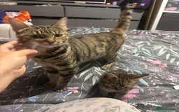 Mixed Breed cats for sale: Gorgeous fluffy kittens ready now - Image 10