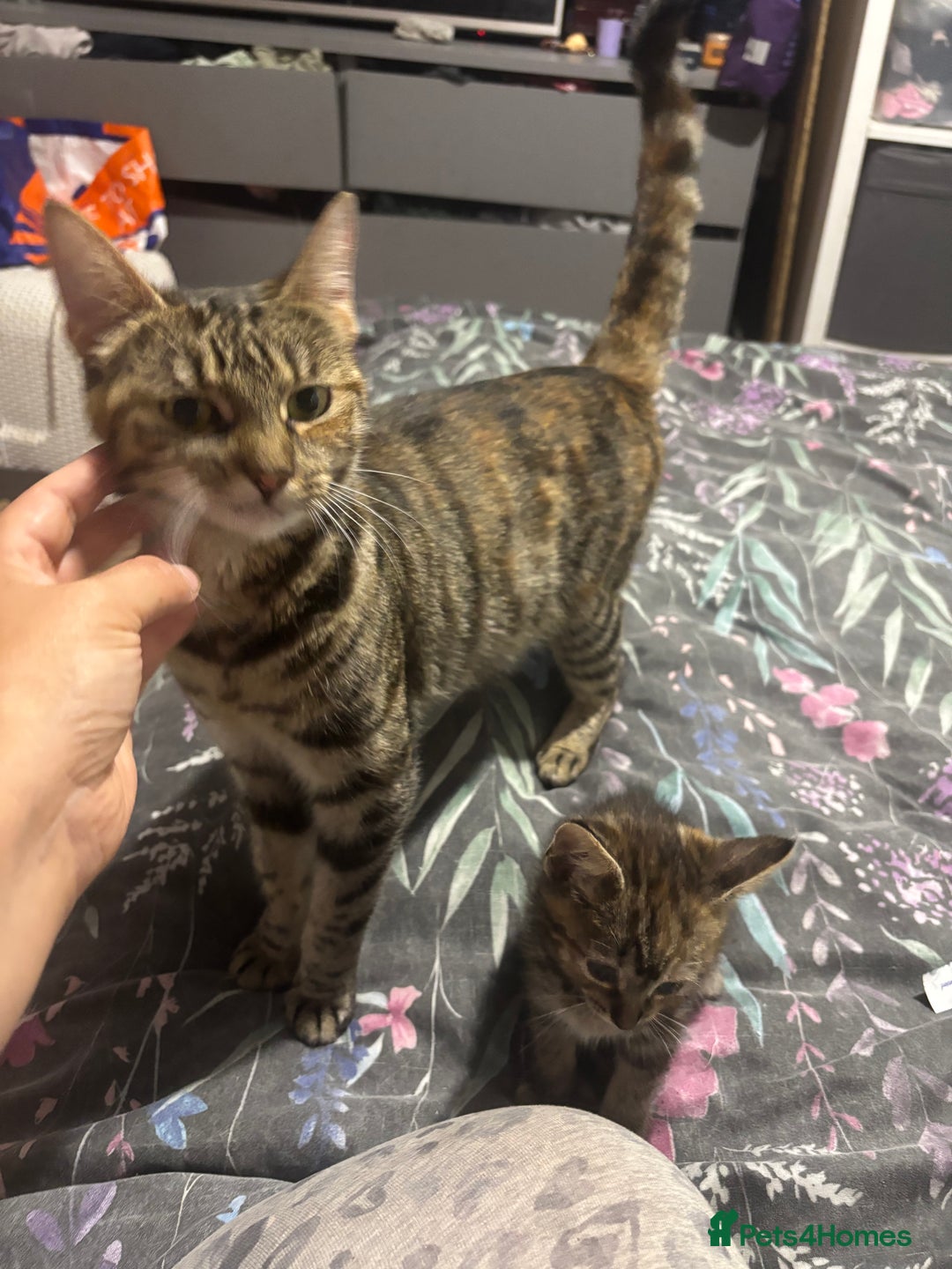 Mixed Breed cats for sale: Gorgeous fluffy kittens ready now - Image 10