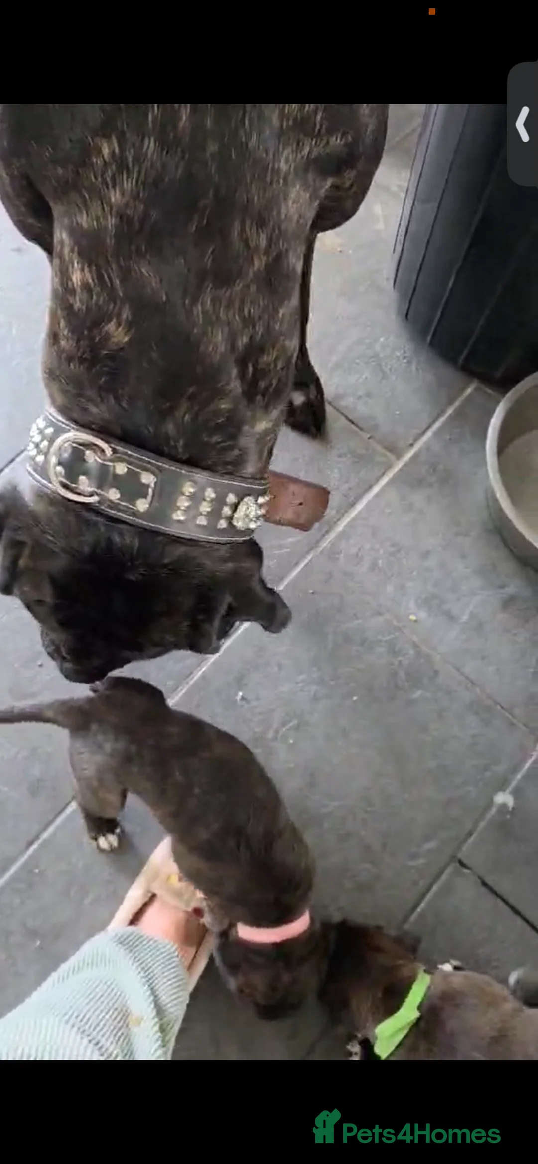 Mixed Breed dogs for sale: Cane corso x lurcher  - Advert 1
