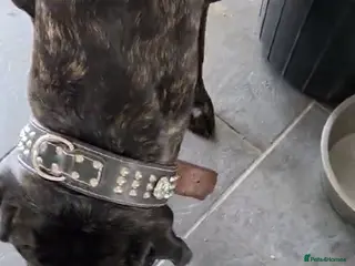 Mixed Breed dogs Cane corso x lurcher - Advert 1