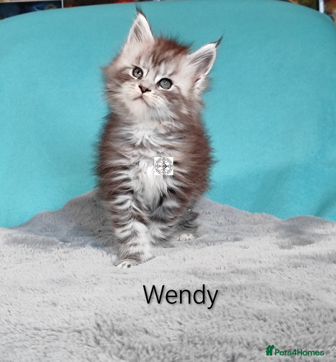 Maine Coon cats for sale: XXL beautiful pedigree kittens  - Advert 8