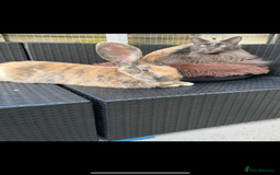 Continental Giant rabbits for sale: Continental Giant neutered very friendly male  - Image 3