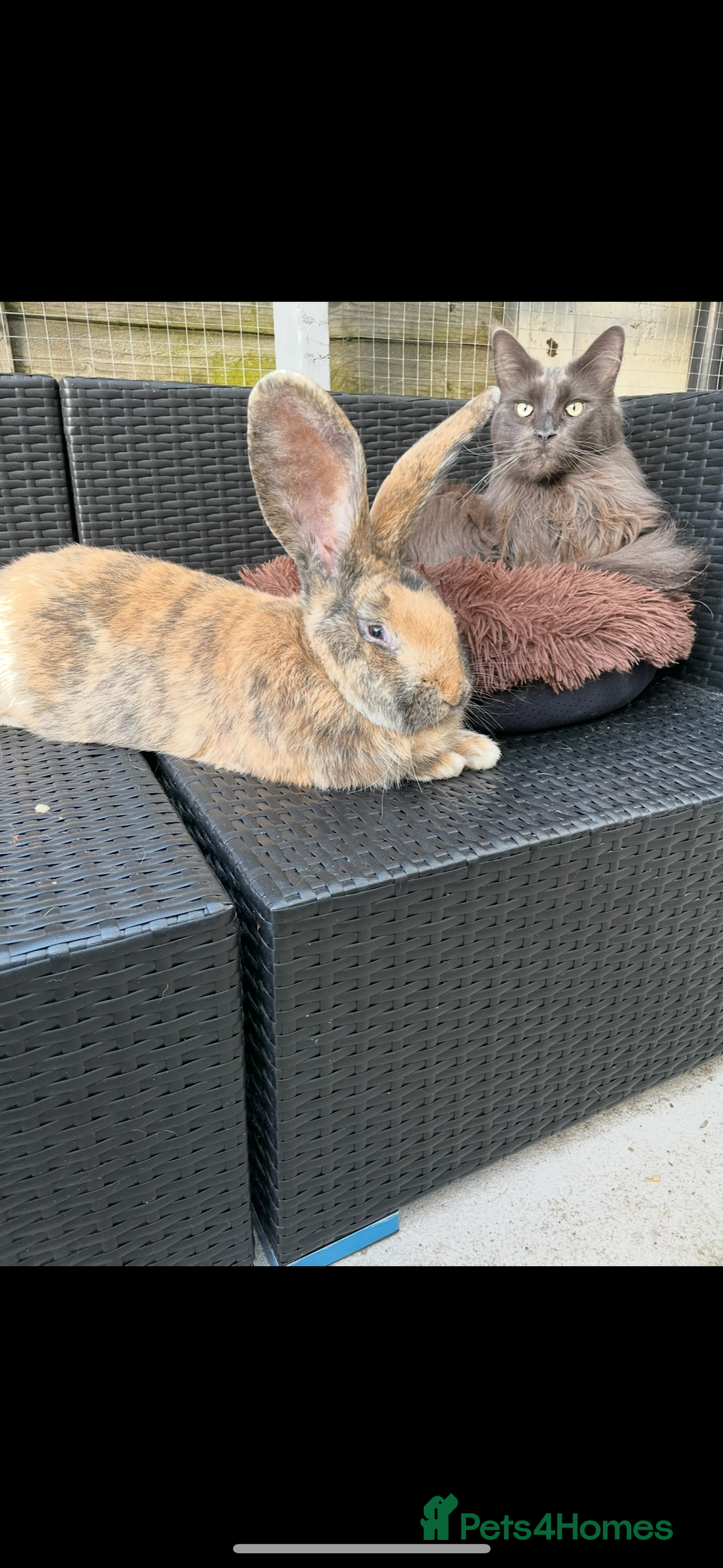 Continental Giant rabbits for sale: Continental Giant neutered very friendly male  - Image 3