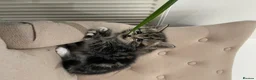 Mixed Breed cats for sale: Adorable Kittens for Sale! in Isleworth - Advert 9