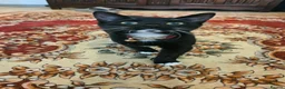 Mixed Breed cats for sale: Female microchiped and nuetud  - Advert 2