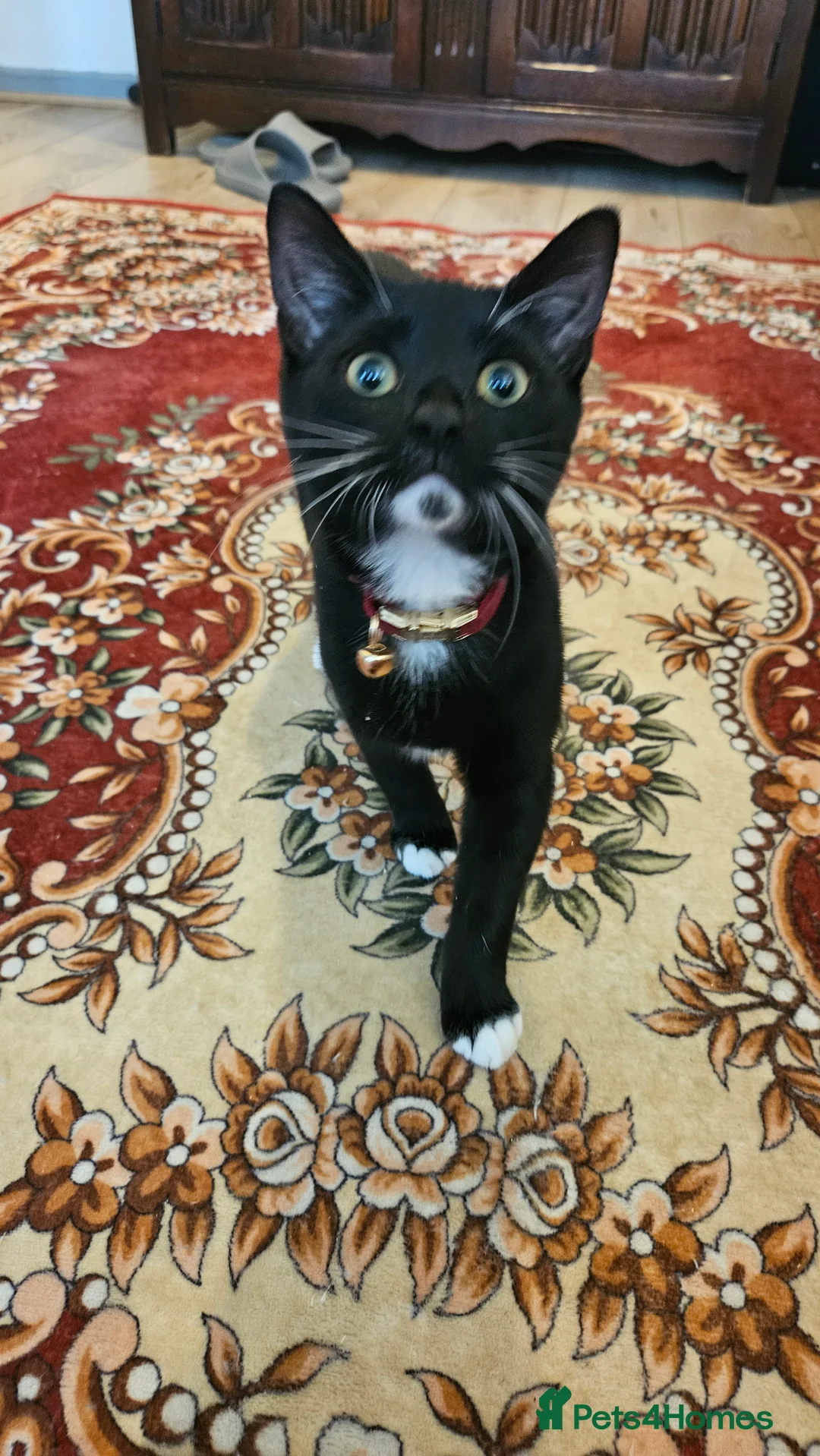 Mixed Breed cats for sale: Female microchiped and nuetud  - Advert 2