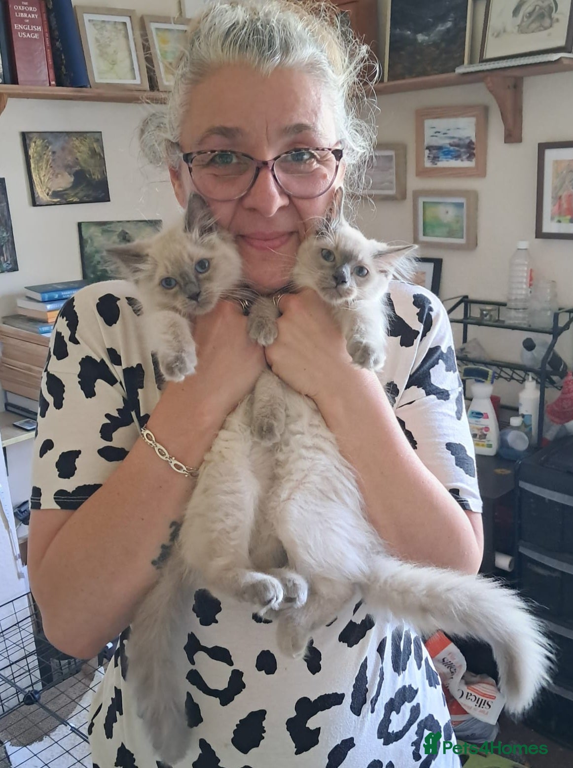 Ragdoll cats Pure bred beautiful Ragdoll kittens - Advert 2