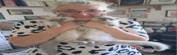Ragdoll cats for sale: Pure bred beautiful Ragdoll kittens - Advert 5