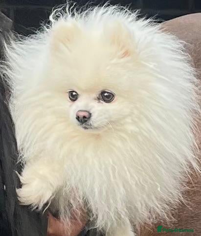 Pomeranian dogs KC PURE WHITE RUSSIAN POM  - Advert 17