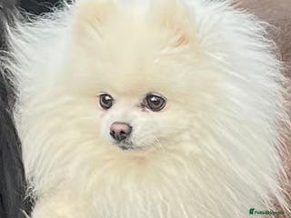 Pomeranian dogs KC PURE WHITE RUSSIAN POM - Advert 17